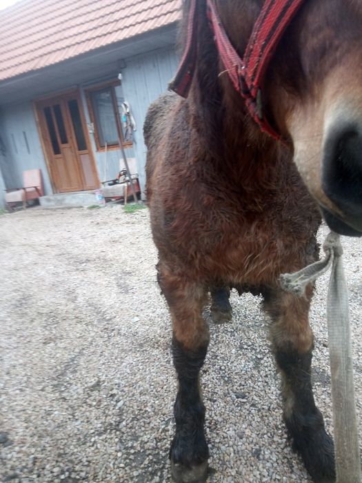 Mânz de șapte luni de vânzare