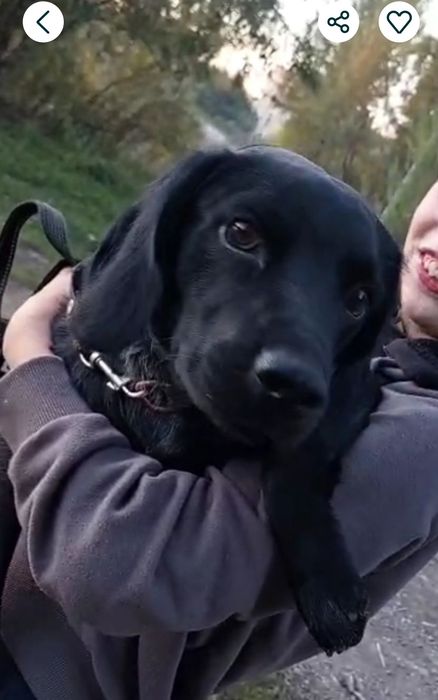 Отдам щенка метис спаниеля