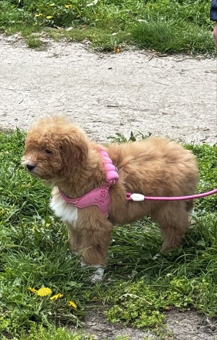 Голдън дудъл / Goldendoodle 3месечна