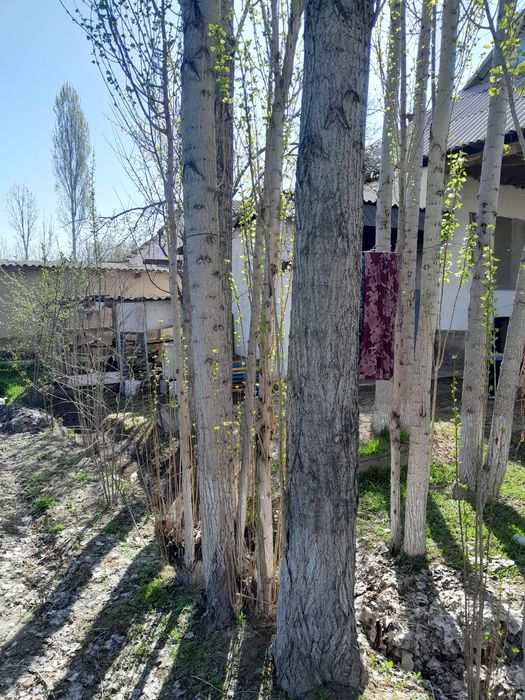 Terak sotiladi qurilish uchun mos