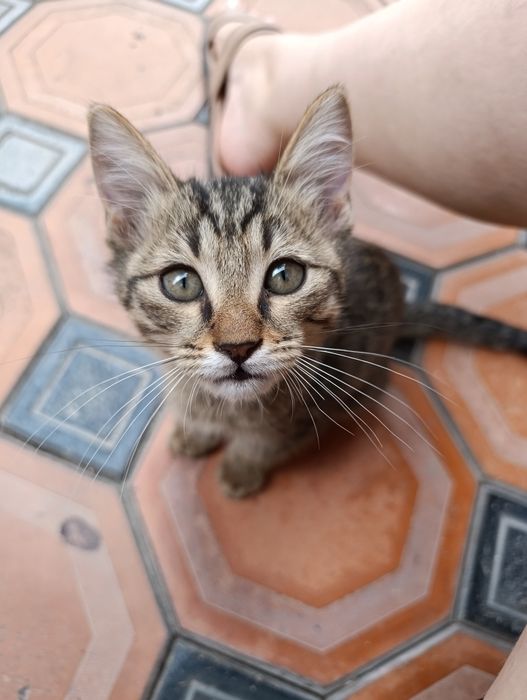 Отдам котят в хорошие руки БЕСПЛАТНО. 4 ШТУКИ. 2 месяца и 2 недели.