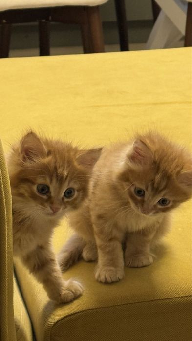 Отдаем котят в хорошие руки