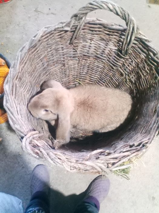 Vând două femele de berbec german.