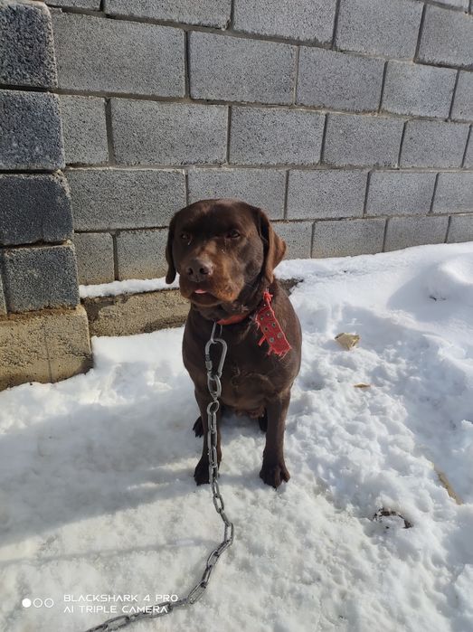 собака лабрадор домашняя