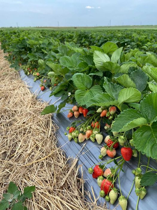 capsuni remontante albion