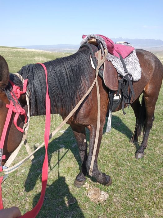 Лошади жеребята.