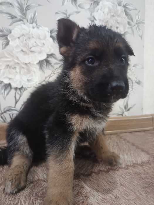 Продам щенков Немецкой овчарки