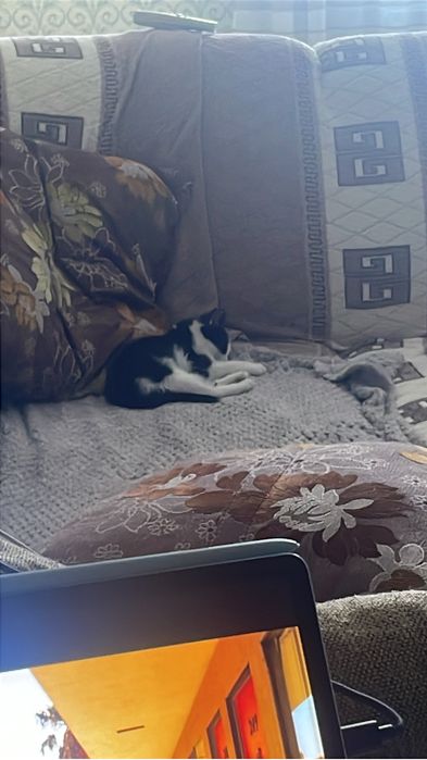 Отдам котенка мальчик