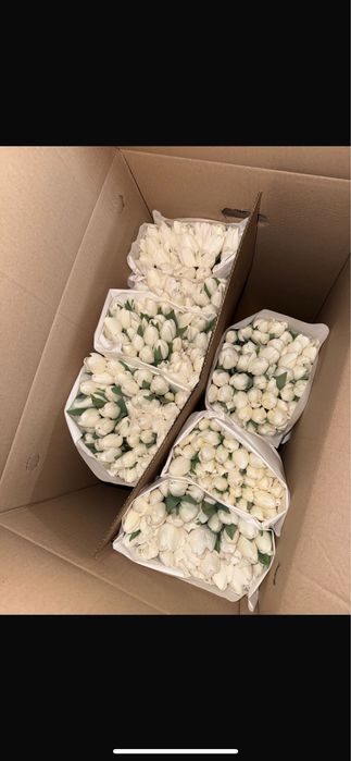 Тюльпаны Экибастуз по 800-850