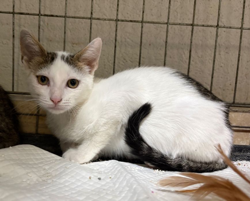 Pui de 2-3 luni pentru adoptie