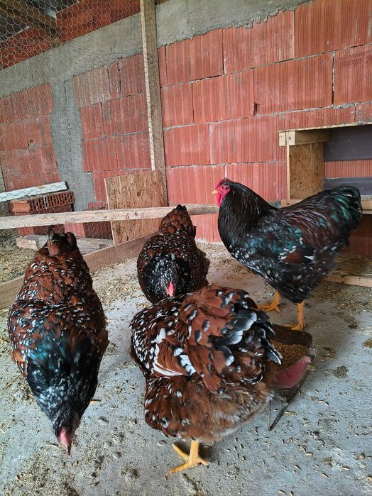 Vând ouă pentru incubat de wyandotte porțelan