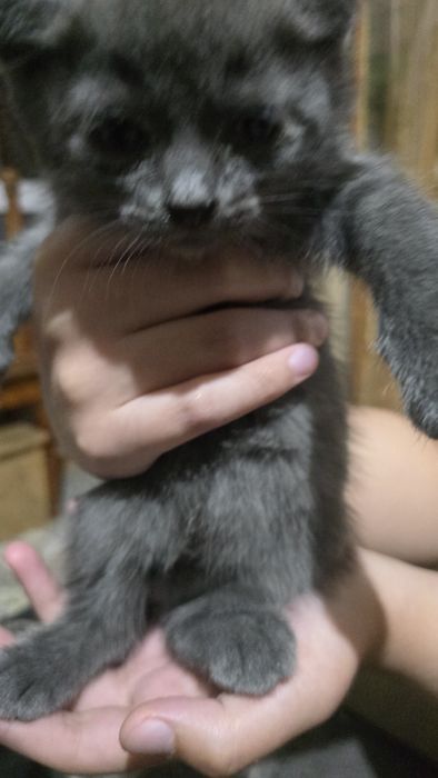 Котята британской породы
