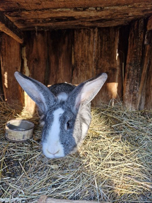 Vând iepuri 2 masculi și o femelă