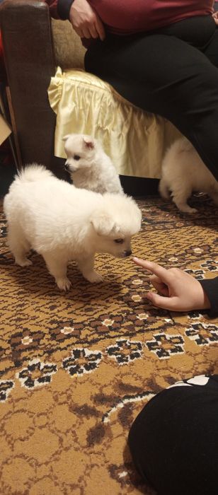 Мини шпиц померан много игриви