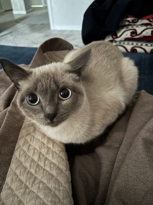 Кошка хорошая продается