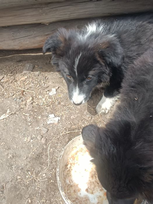 Отдам щенков в добрые руки