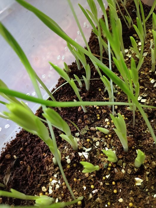 Лилия гули боллари Детки лилии