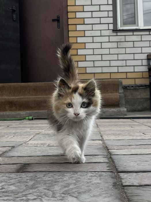 Отдам котенка (девочка)