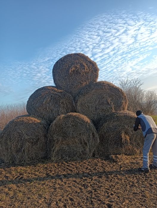 Vând baloti paie 125/150