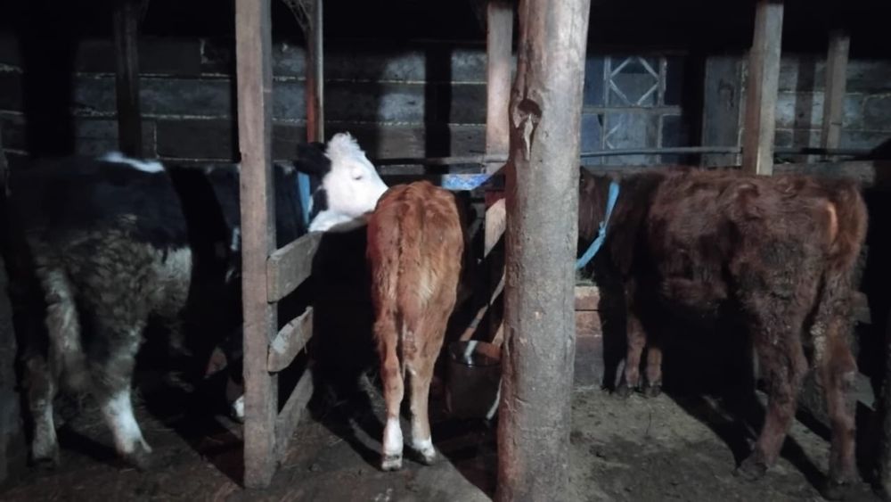 Продаются телята