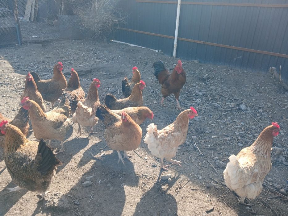 Инкубационные Яица