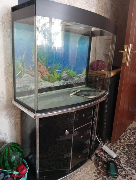 Аквариум сотилад холати коникарли четида азига теги бор лекин арзонга