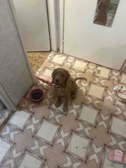 Разходки на кучета и посещения в домовете