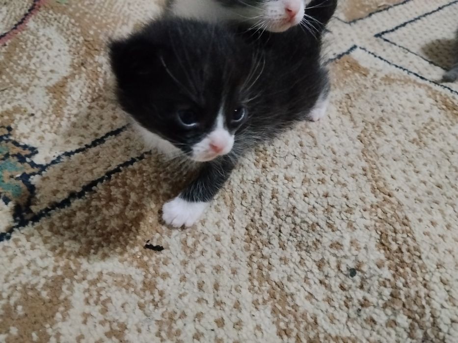Отдам котят в хорошие руки