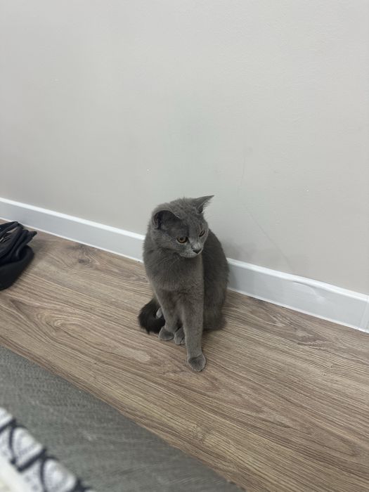 Отдам британскую кошечку