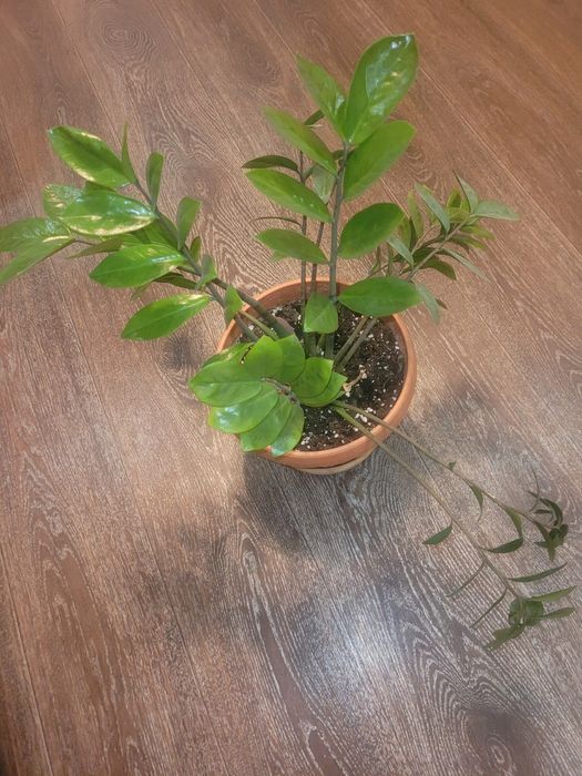 Продам цветы смотрим в описании