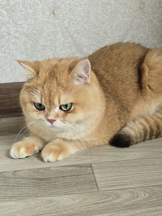 Приглашаем на вязку с британцем NY12