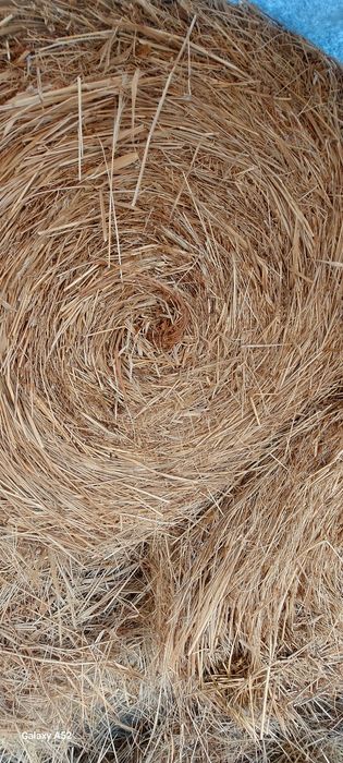 Шоп Сено.  Баканас