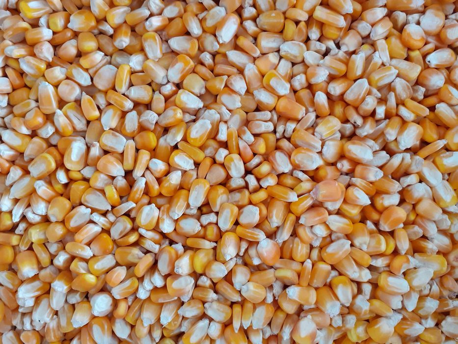 Vand porumb boabe uscat