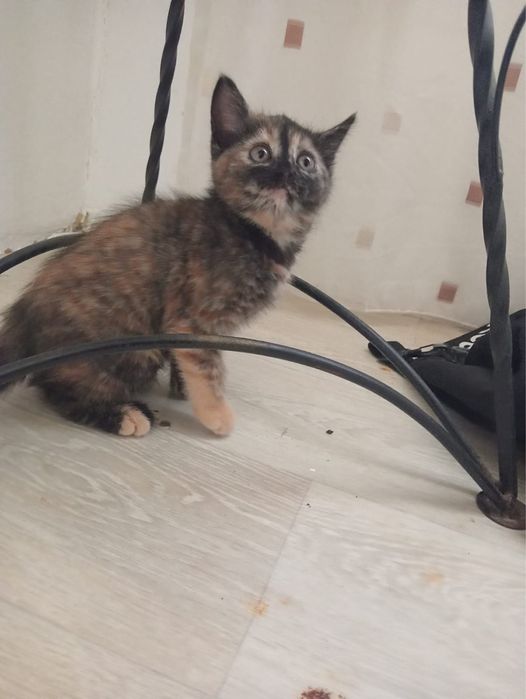 Отдам котенка. 2 месяца. Девочка