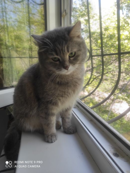 Кошечка Нюша в поиске дома.