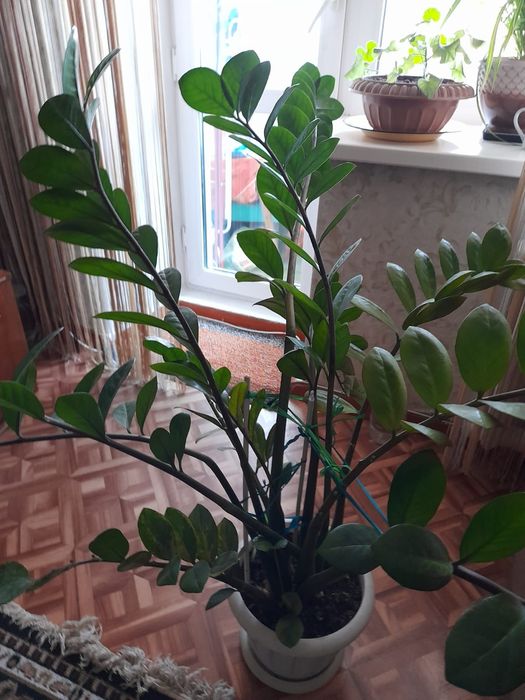 Долларовае дерево
