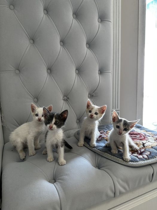 Отдам котят в добрые руки