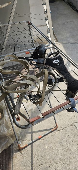 Продаются питбуль.