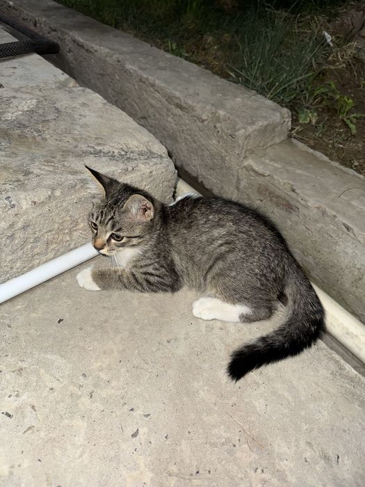 Котенок,отдам даром