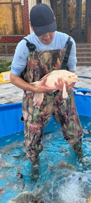 Кои ыба для пруда