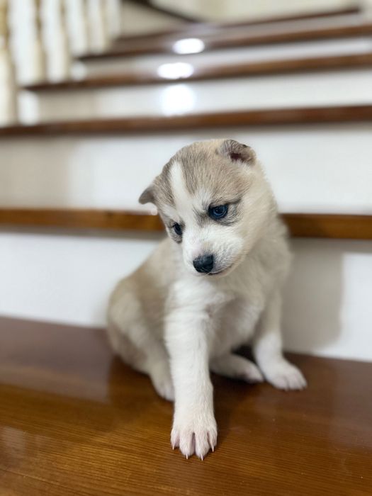 Щенки Хаски на бронь только девочки