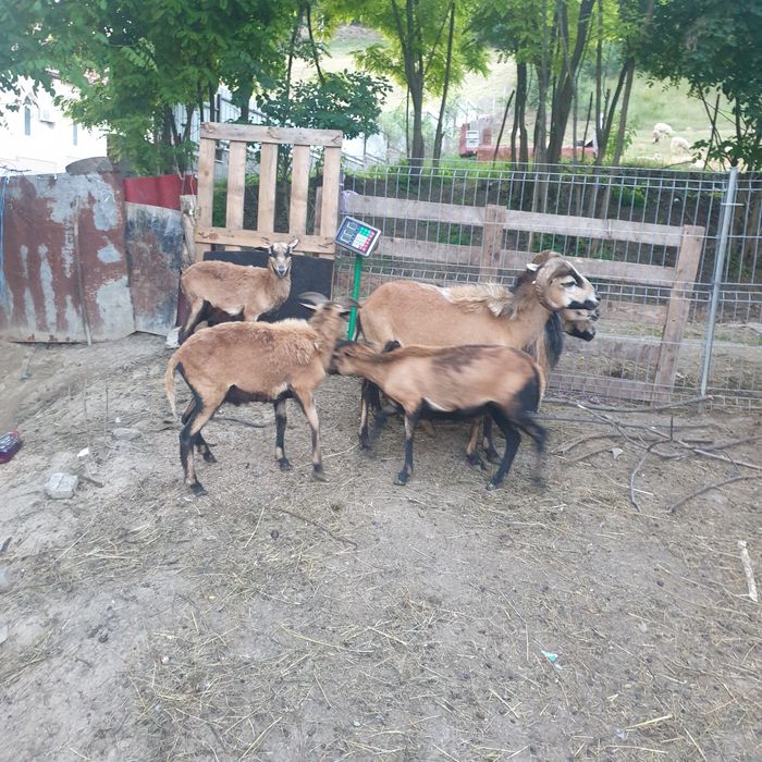 Vand oi de camerun gestante si 2 berbec de camerun