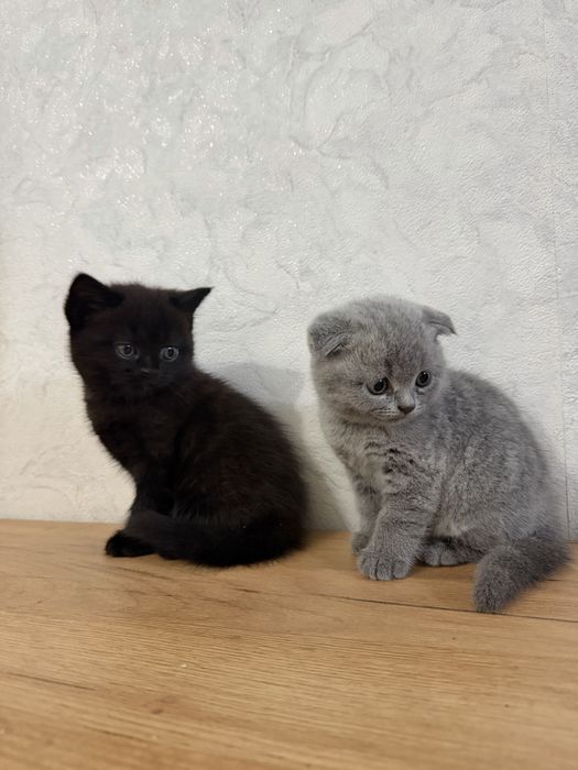 Котята шотландские