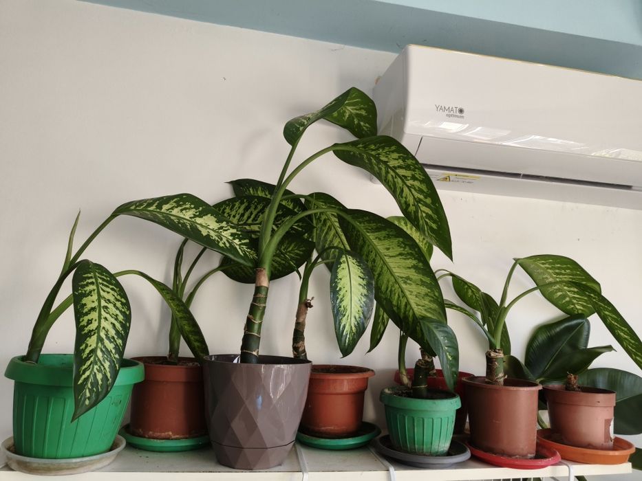 Vand diferite plante