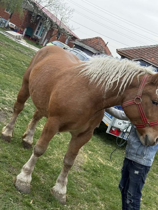 Manza de 2 ani ……….