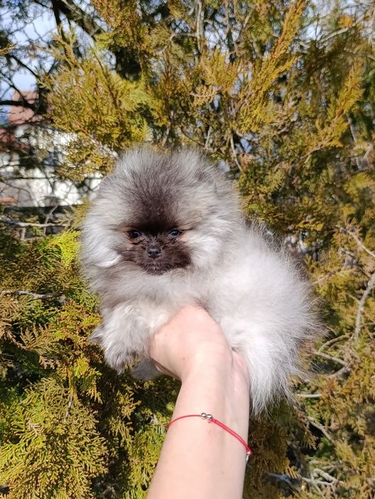 Pomeranian femela mini toy
