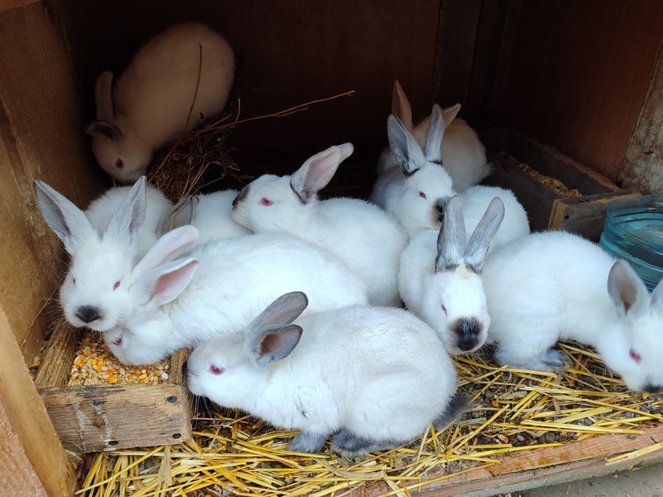 Iepurași de vânzare