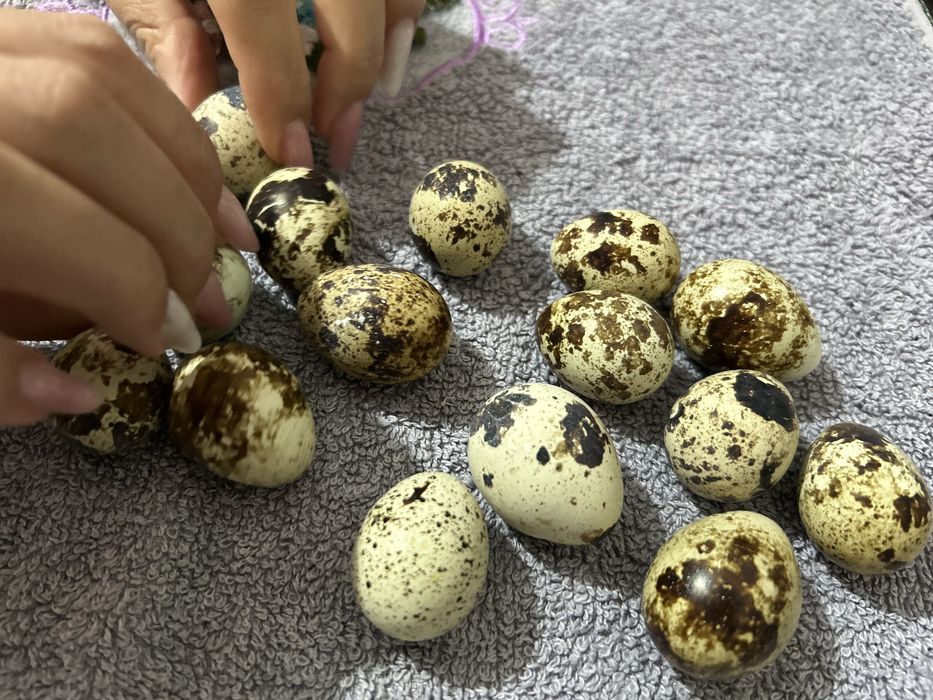 Vand oua de prepelita