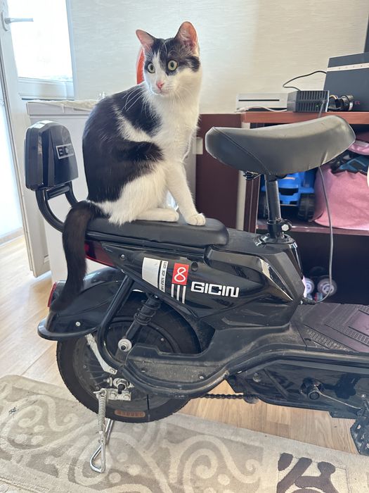 Продам электроскутер