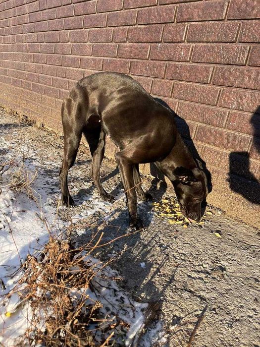 Срочно!
Собака замерзает на улице
